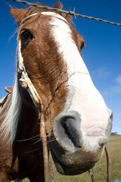 istock Horse Behind Fence 92169299