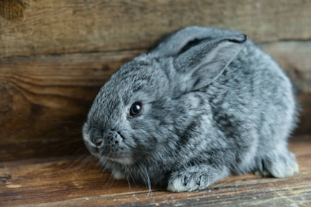 istock Gray Hare, Rabbit On A Natural Wooden Background 921695888