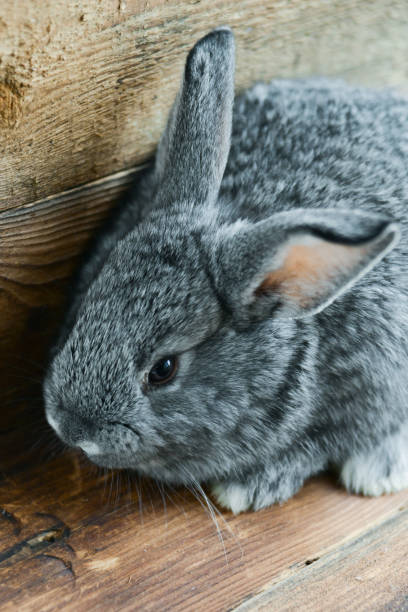 istock Gray Hare, Rabbit On A Natural Wooden Background 921695930