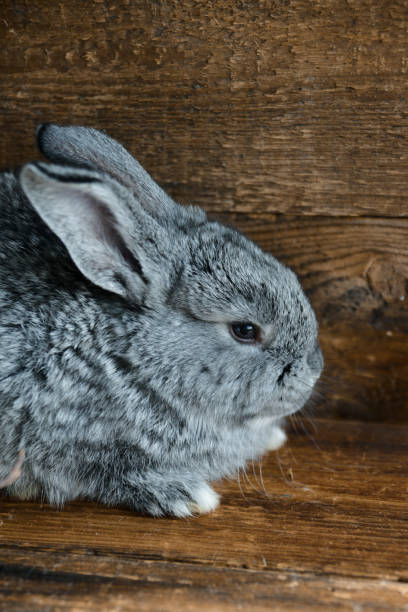 istock Gray Hare, Rabbit On A Natural Wooden Background 921695958