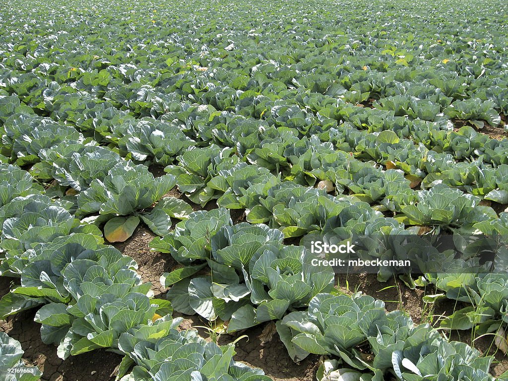 Kohl 6 - Lizenzfrei Agrarbetrieb Stock-Foto