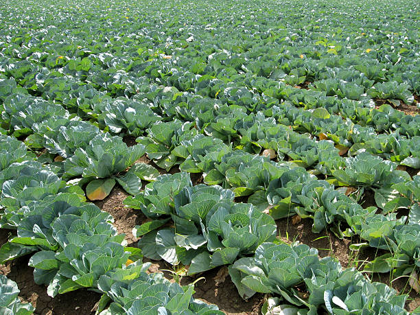 Cabbage 6 stock photo