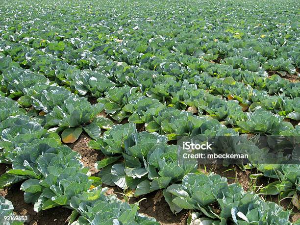 Foto de Repolho 6 e mais fotos de stock de Agricultura - Agricultura, Alimentação Saudável, Arado - Maquinaria de Agricultura