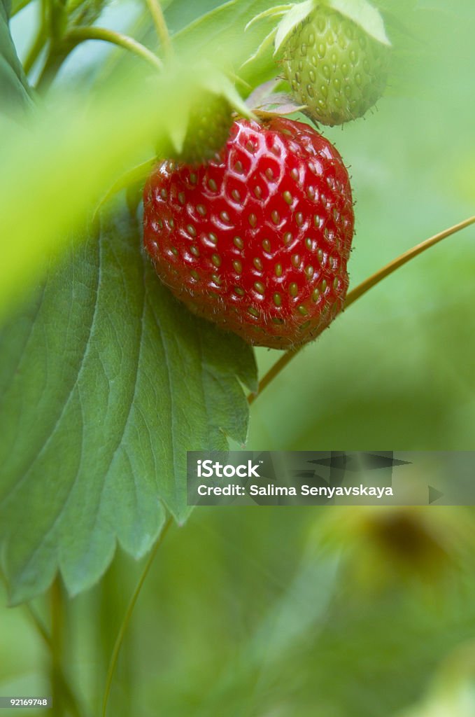 Fraises dans le jardin - Photo de Fraise libre de droits