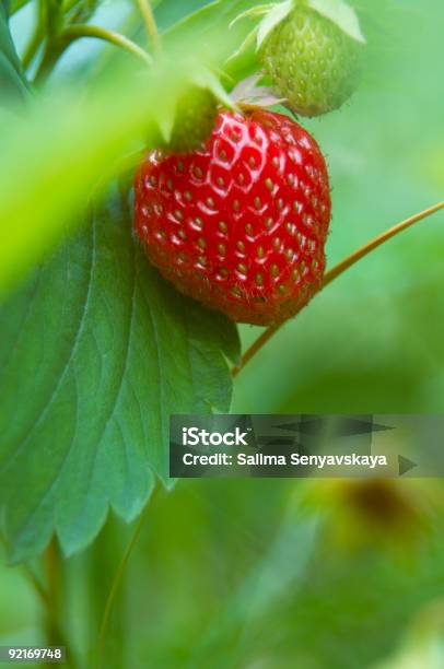 Photo libre de droit de Fraises Dans Le Jardin banque d'images et plus d'images libres de droit de Fraise - Fraise, Flore, Culture agricole