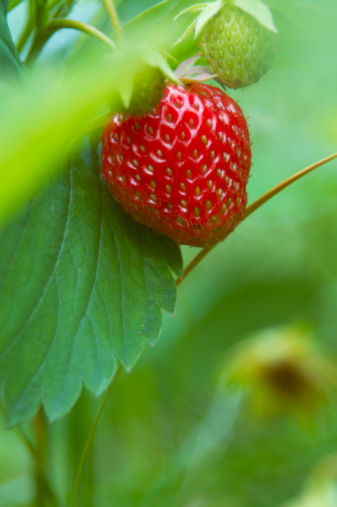 Wild strawberry in forest. Ripe red fruits of strawberry plant