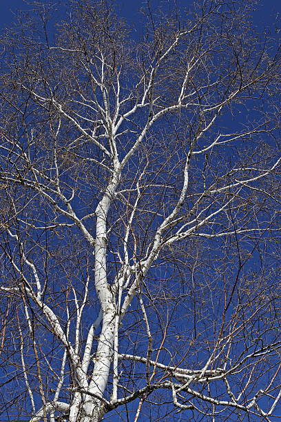 White Birch Tree stock photo
