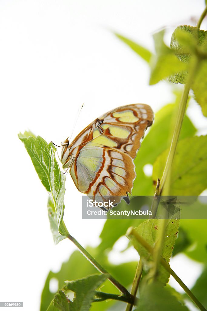 Butterfly - - Lizenzfrei Farbbild Stock-Foto