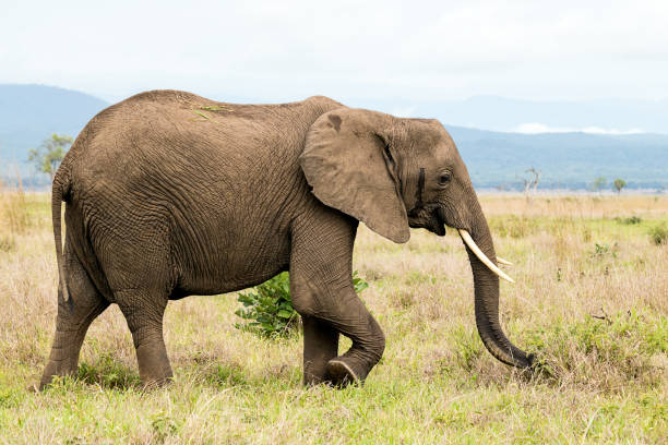 istock African elephant in the savanna 921703846