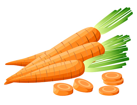 Vector illustration of carrot with tops. Sliced carrots. Pieces of carrots. Carrots with leaves and carrot slices. Web site page and mobile app design Detailed vegetarian food sketch