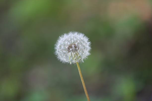 Dandelion stock photo