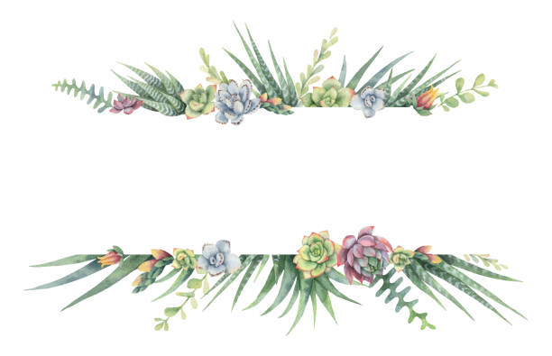 ilustrações, clipart, desenhos animados e ícones de bandeira de vetor em aquarela de cactos e plantas suculentas, isoladas no fundo branco. - canteiro de flores
