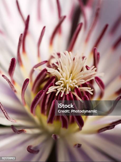 Clematis Closeup Stock Photo - Download Image Now - Abstract, Clematis, Blossom