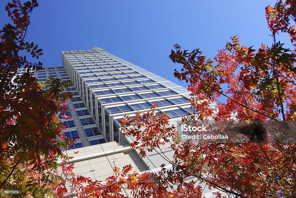 Осенняя листва и смотреть вверх в здание - Стоковые фото Архитектура роялти-фри