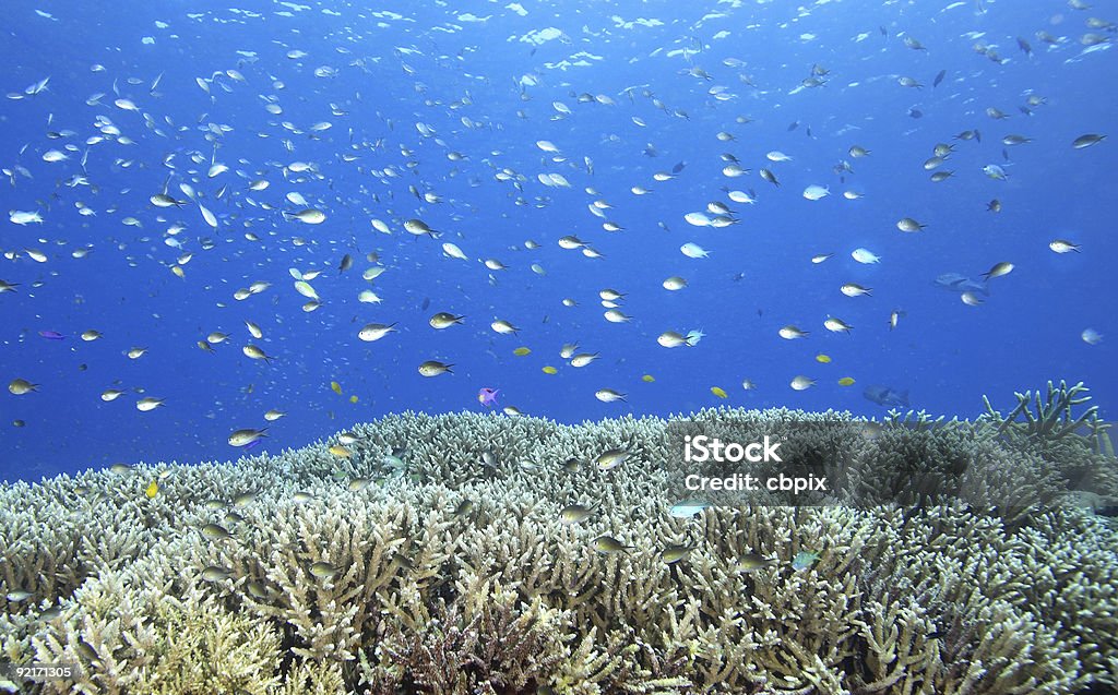 Tropische Fische und Korallen am Riff - Lizenzfrei Abenteuer Stock-Foto