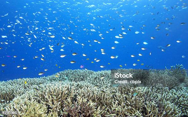 Tropische Fische Und Korallen Am Riff Stockfoto und mehr Bilder von Abenteuer - Abenteuer, Blau, Bunt - Farbton