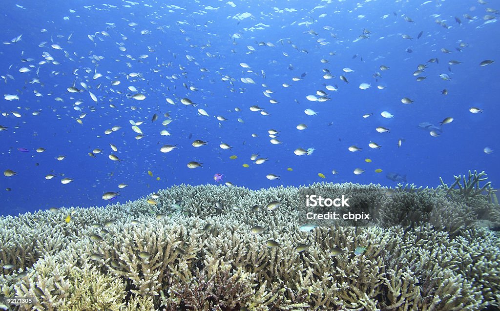 Peixe Tropical e corais no Recife - Royalty-free Alimentar Foto de stock