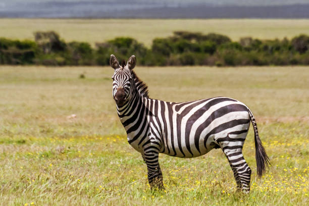istock African plains zebras 921713926