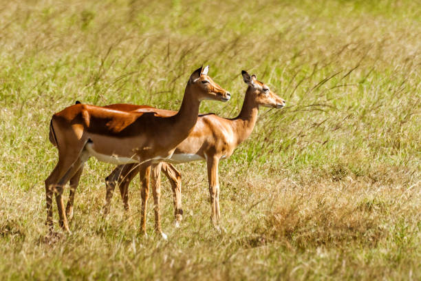 istock Female Impala gazelles 921713952