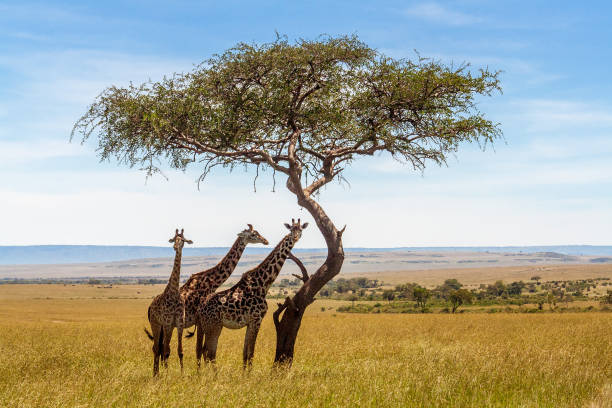drei giraffen unter akazie - masai mara stock-fotos und bilder
