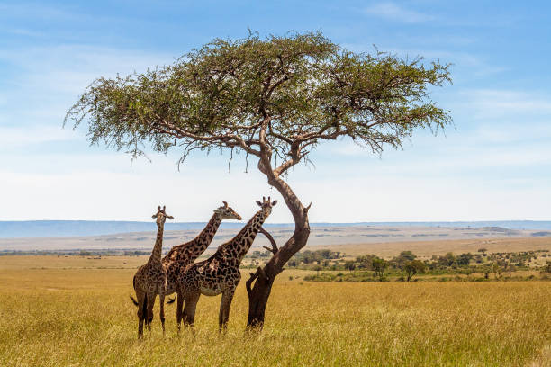 drie giraffen onder acacia boom - zuid afrika stockfoto's en -beelden