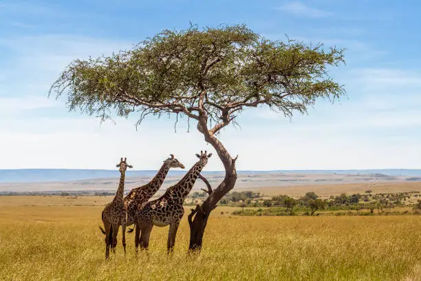 Photo of Three giraffes under acacia tree