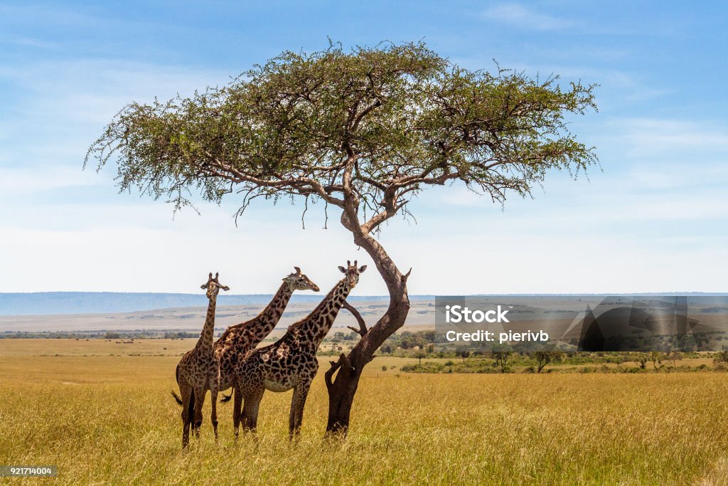 Três girafas sob árvore acácia - Foto de stock de República da África do Sul royalty-free