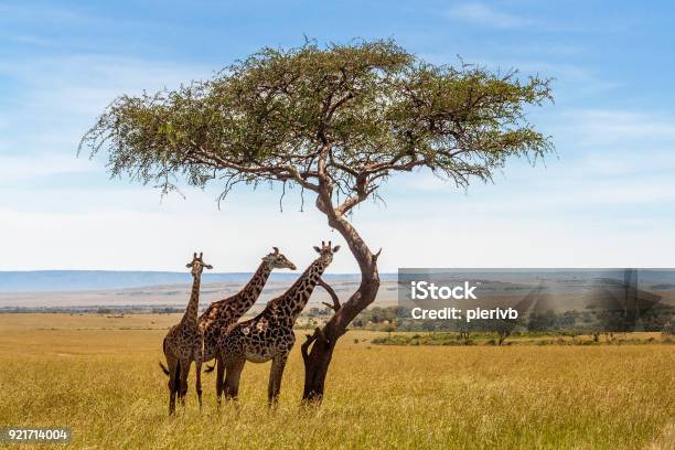 Foto de Três Girafas Sob Árvore Acácia e mais fotos de stock de República da África do Sul - República da África do Sul, Safári, África