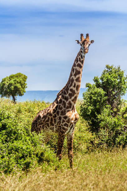 istock Giraffe in the african bush 921714014