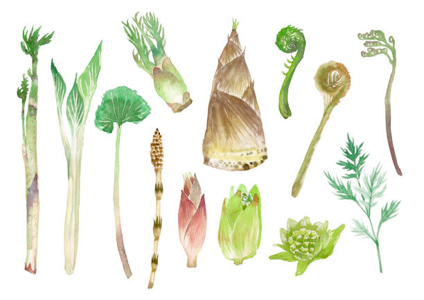 ilustrações, clipart, desenhos animados e ícones de montanha de ervas - fern stem bracken leaf