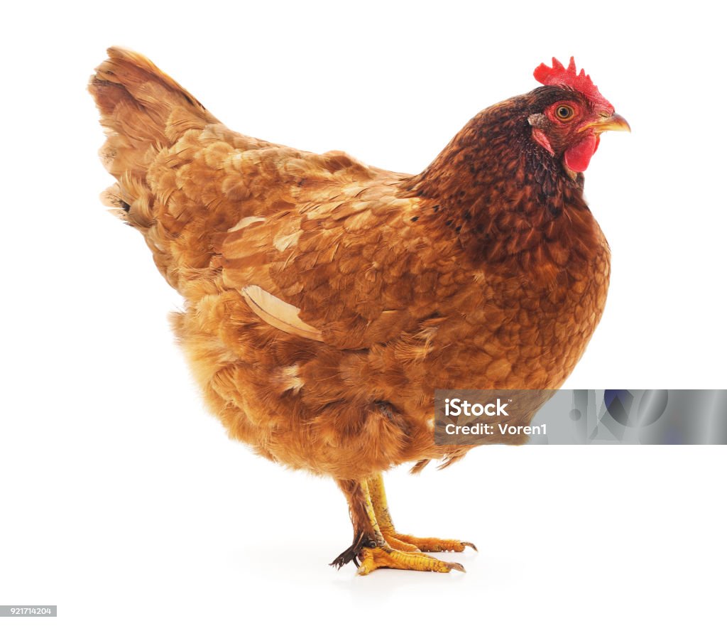 Un pollo marrone. - Foto stock royalty-free di Pollo