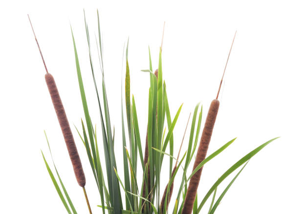 istock Bunch of green cane. 921714220