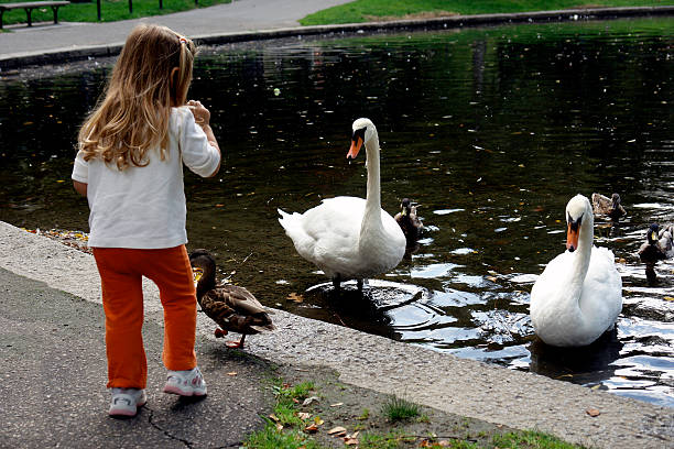 istock Little girl feeding big swans 92171423