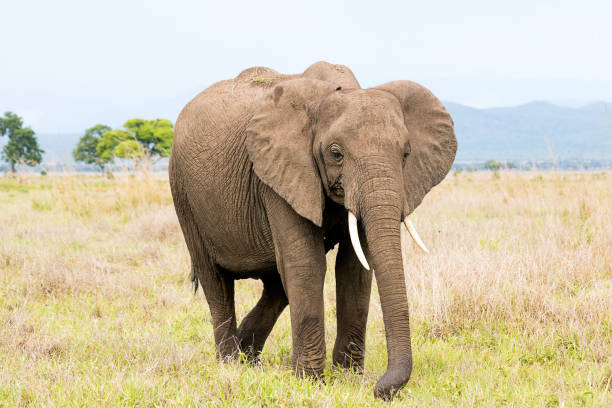 istock African elephant in the savanna 921714328