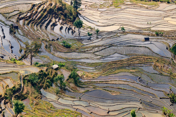 paddy fields, rice terraces. in yunnan province china - hani imagens e fotografias de stock