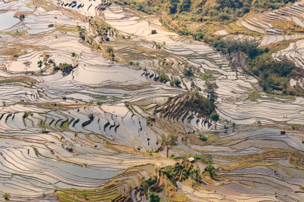 istock Paddy fields, Rice terraces. In Yunnan province China 921720496