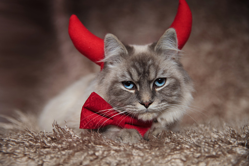 evil elegant cat wearing devil horns and is lying down on furry background