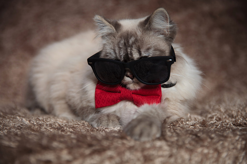 cool gangster cat wearing sunglasses and red bowtie is lying down on a furry studio background