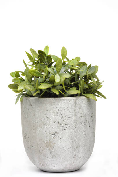 istock Pot green plants in and pots 921721126