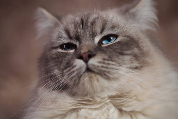 istock closeup of a cool arrogant looking cat 921721500
