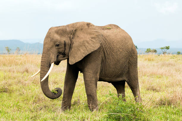 istock African elephant in the savanna 921721716