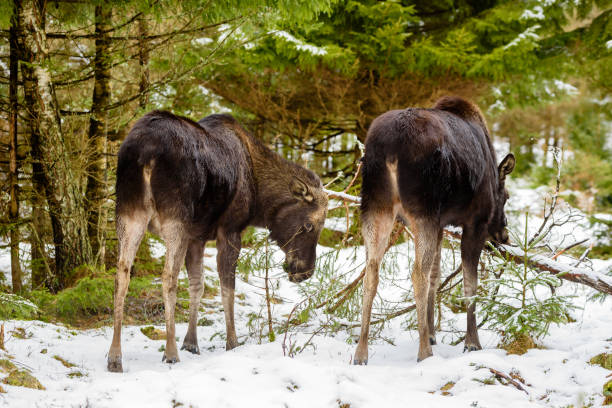 istock Two female moose in the forest 921721822