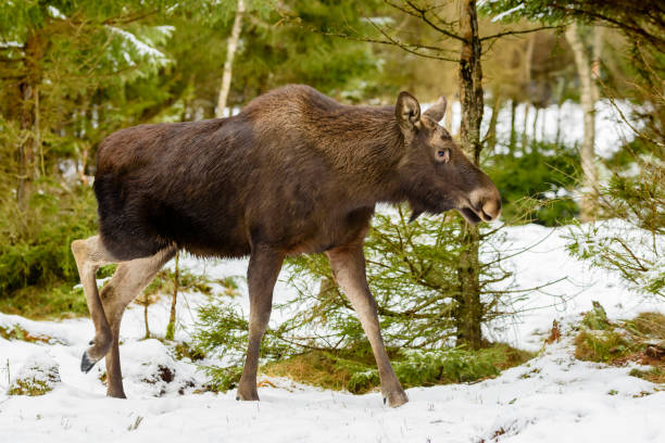 istock Female moose walking in woodland 921721960