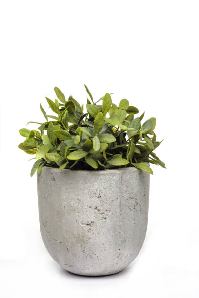 istock Pot green plants in and pots 921722132