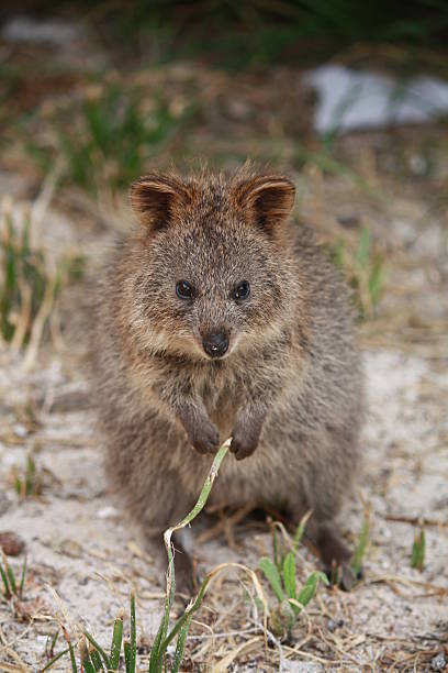 istock Quokka - Australian Marsupial 92172514