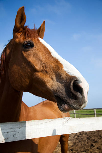 istock head of brown horse 92172524