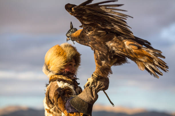 young kazakh eagle huntress with a golden eagles on his arms. - independent mongolia fotos imagens e fotografias de stock