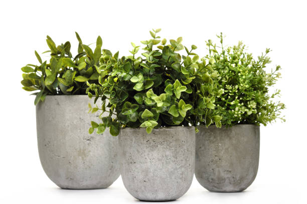 istock Pot green plants in and pots 921726384