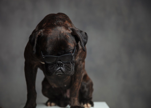 cool boxer dog wearing sunglasses is looking down on grey background