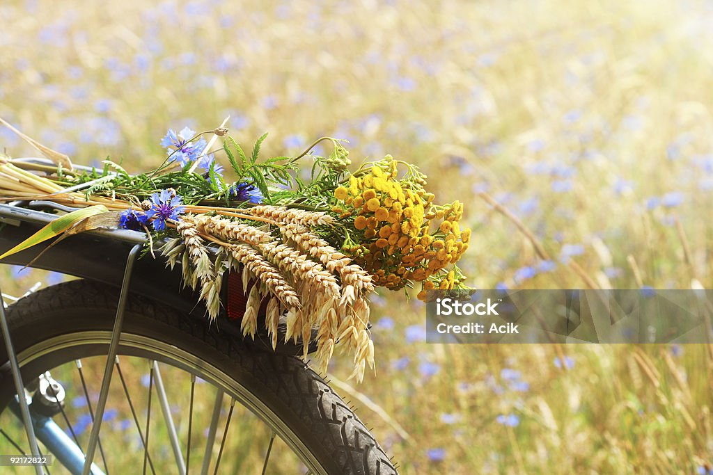 Summer flowers and grains on the back of a blue bicycle A boquet of summer wildflowers and wheat on a bike and summer field background Agricultural Field Stock Photo